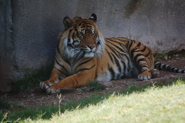 sumatran tiger